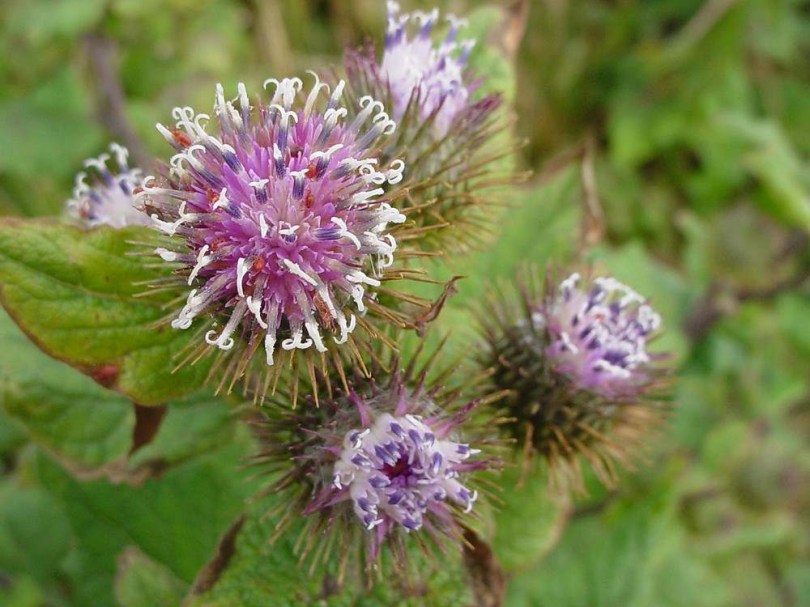 Közönséges bojtorján - Arctium lappa, Arctium lappa, gyökérzöldség, zöldség